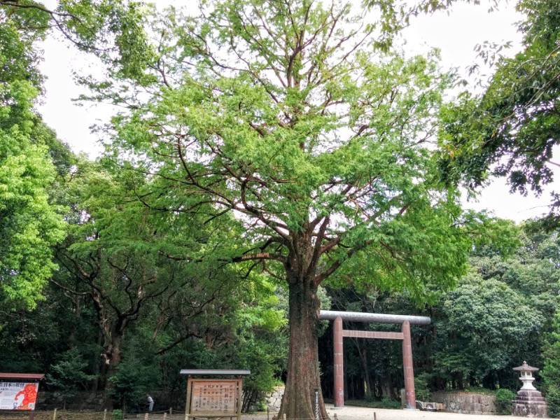 宮崎神宮-保存樹.jpg 宮崎神宮 保存樹