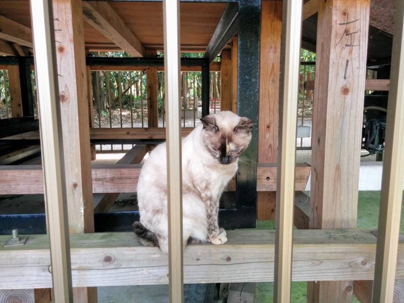 宮崎神宮-おきよ丸にいた猫.jpg 宮崎神宮 おきよ丸にいた猫