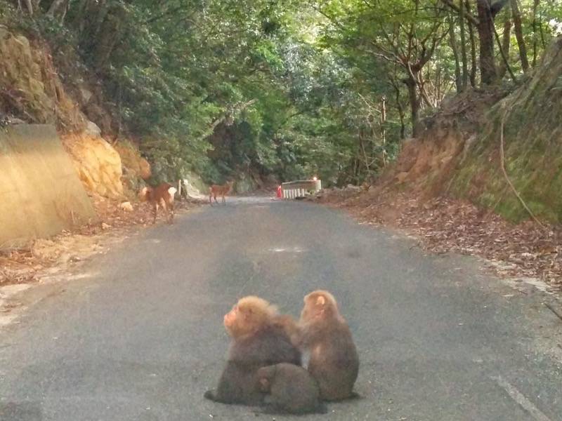 西部林道7.jpg 西部林道7