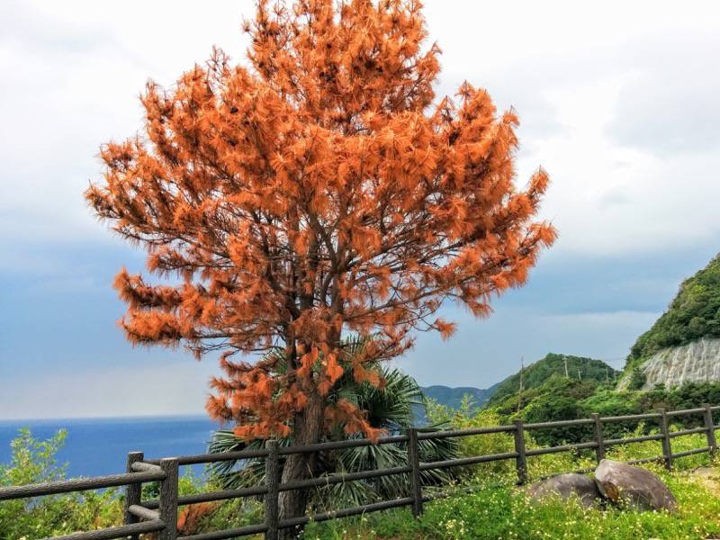 屋久島夕日の丘展望所 木