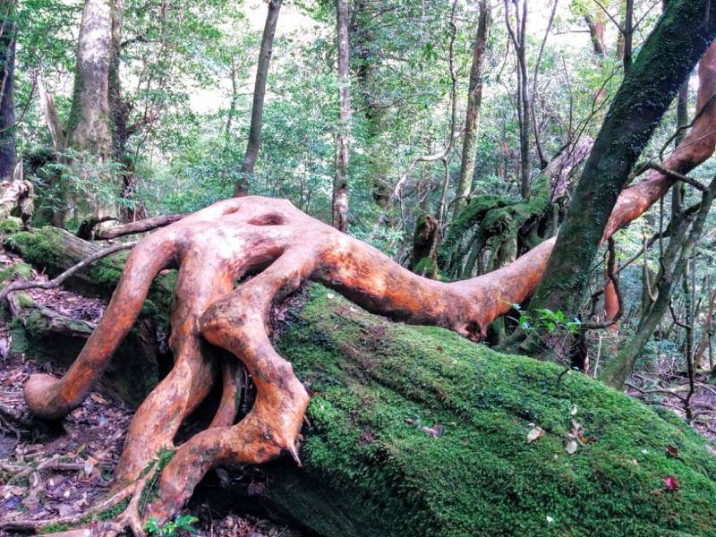 白谷雲水峡１４二代大杉 三本足杉間 命名 手杉