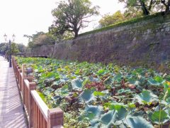 鹿児島城の別名は鶴丸城｜鹿児島県鹿児島市