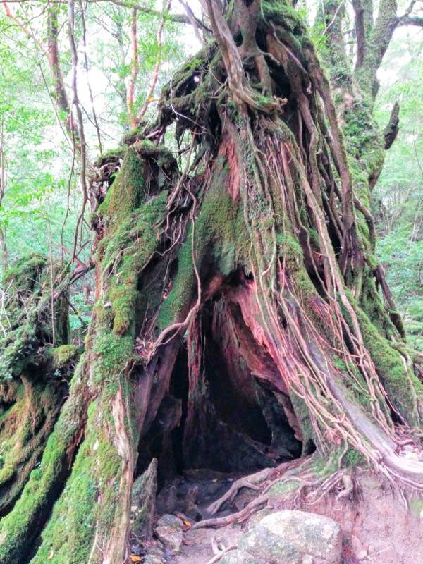 白谷雲水峡76苔むす森〜武家杉・公家杉間.jpg 白谷雲水峡76苔むす森 武家杉 公家杉間