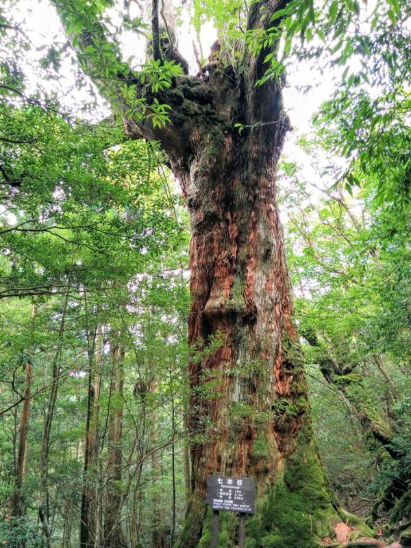 白谷雲水峡58七本杉.jpg 白谷雲水峡58七本杉