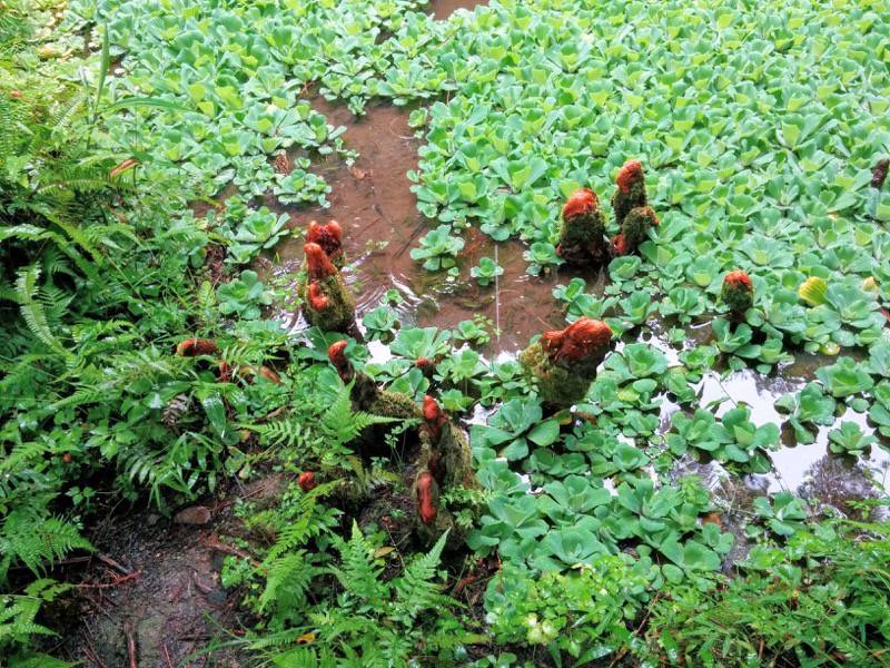 屋久島フルーツガーデン 植物案内５