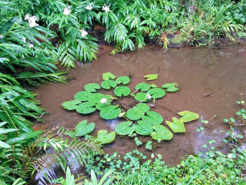 屋久島フルーツガーデン 植物案内３