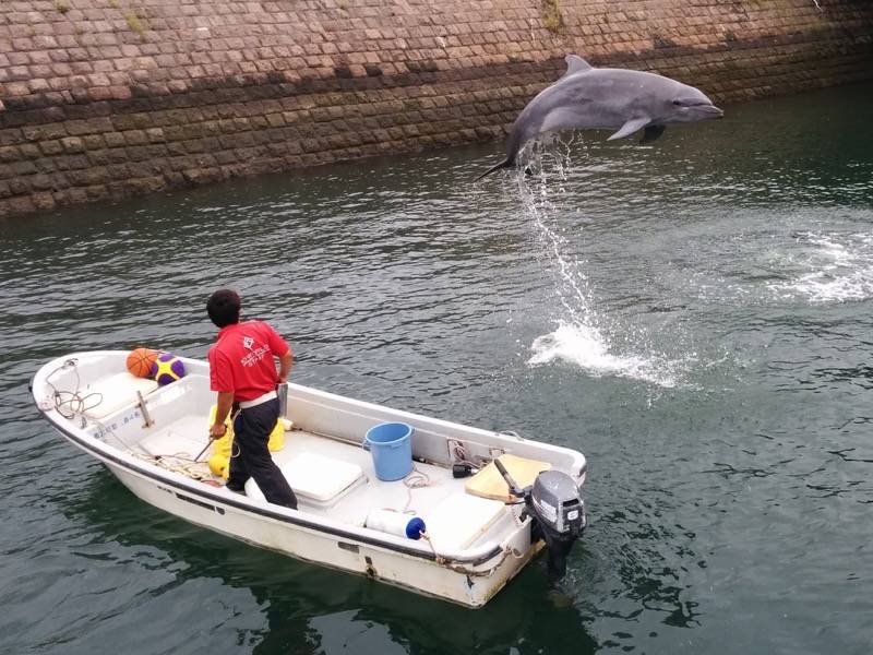 青空イルカウォッチング-ジャンプ8.jpg 青空イルカウォッチング ジャンプ8