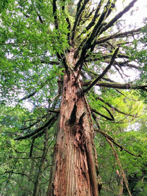 白谷雲水峡２６三本足杉 びびんこ杉間 命名 千手観音杉