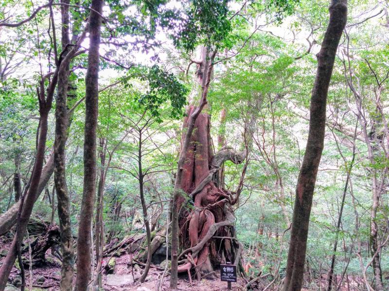 白谷雲水峡１０２女神杉