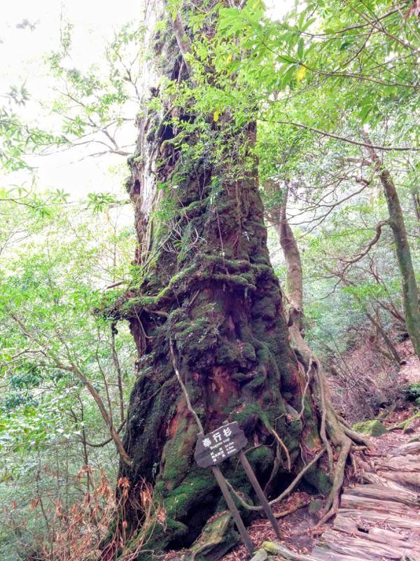 白谷雲水峡３４奉行杉