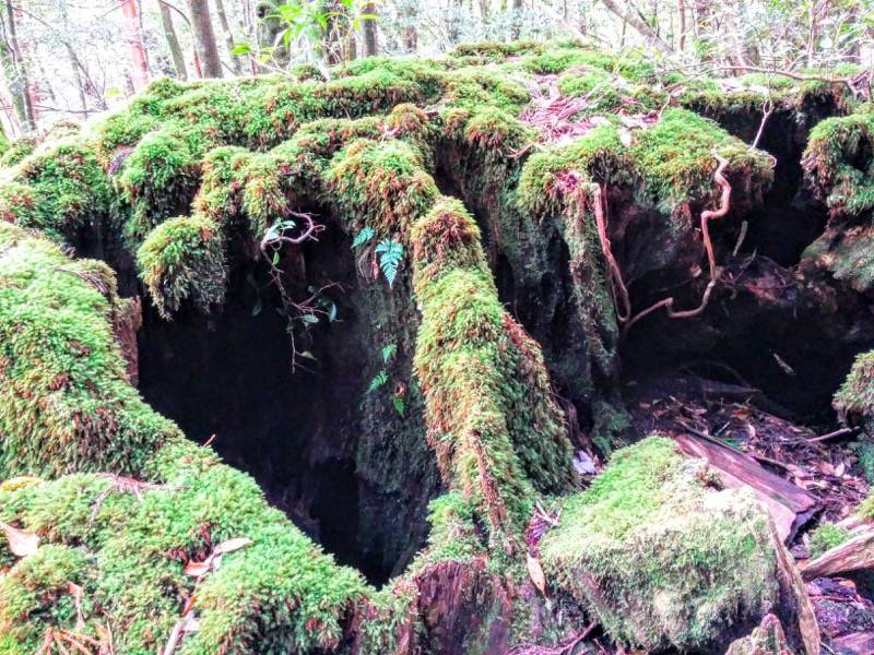 白谷雲水峡２９びびんこ杉 三本槍杉間 命名 こけ杉