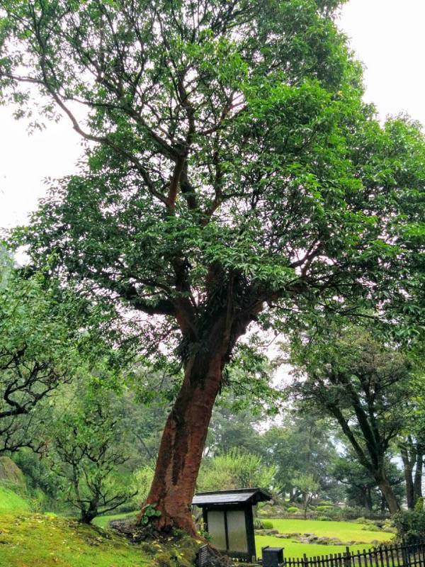 仙巌園-ばくちのき.jpg 仙巌園 ばくちのき