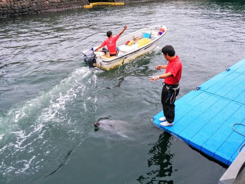 青空イルカウォッチング-えさ.jpg 青空イルカウォッチング えさ