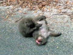 西部林道をドライブ｜鹿児島県屋久島町