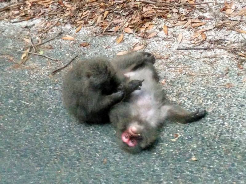 西部林道6.jpg 西部林道6