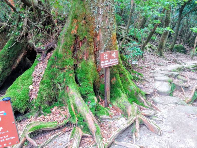 白谷雲水峡８４辻峠