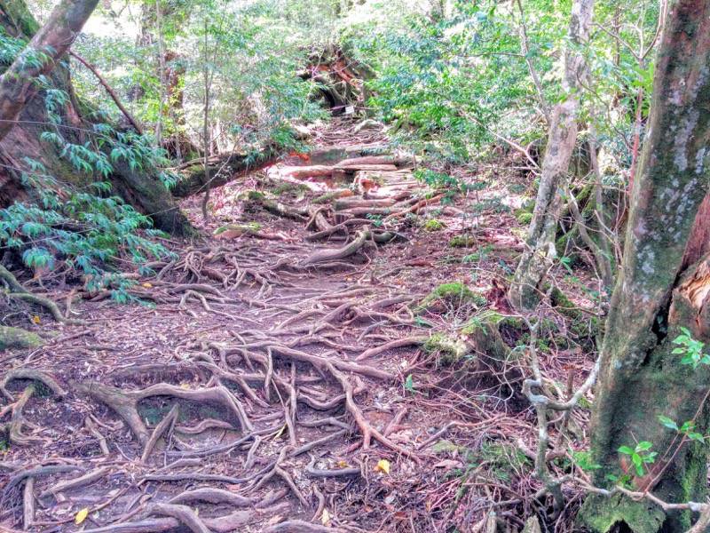 白谷雲水峡３７奉行杉 二代くぐり杉間