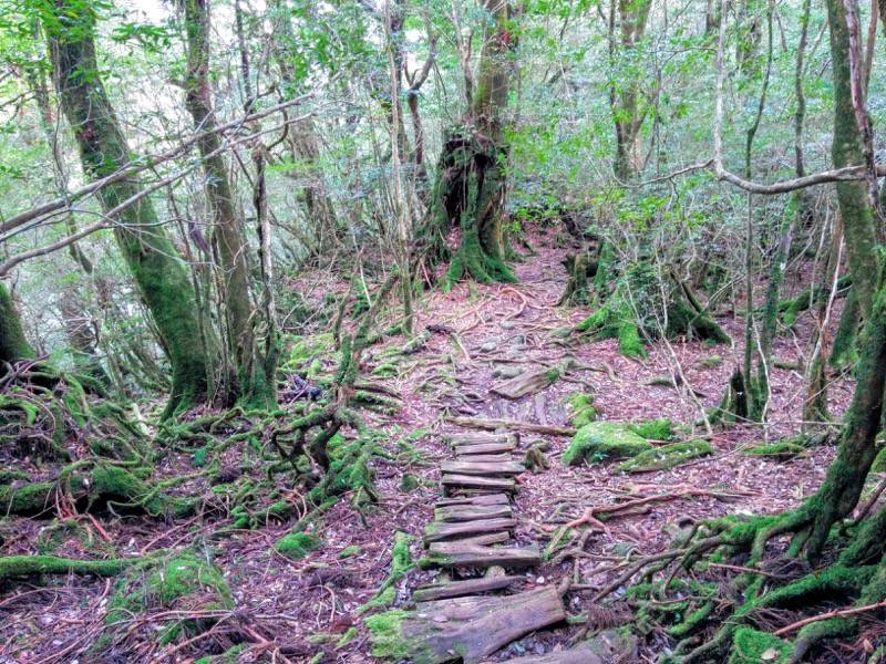 白谷雲水峡４３奉行杉 二代くぐり杉間