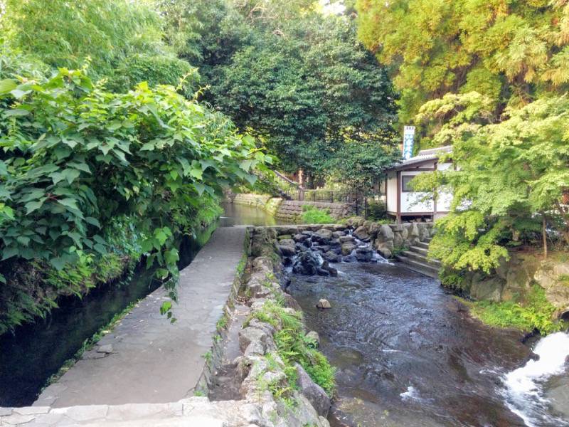 白川水源 付近の川４