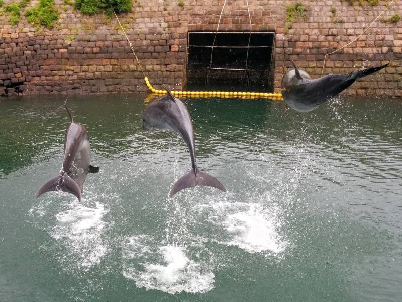 青空イルカウォッチング-ジャンプ9.jpg 青空イルカウォッチング ジャンプ9