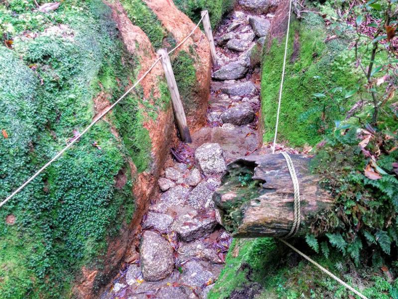 白谷雲水峡70苔むす森〜武家杉・公家杉間.jpg 白谷雲水峡70苔むす森 武家杉 公家杉間