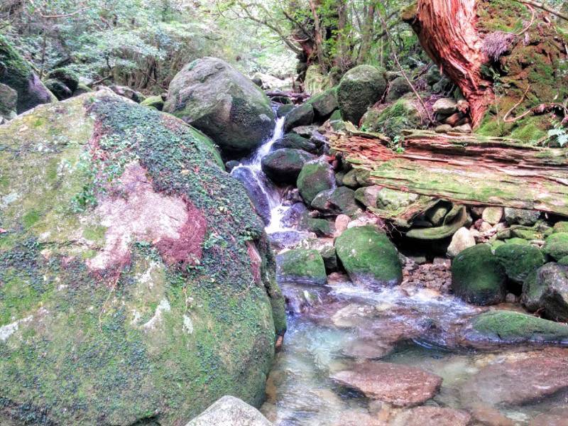 白谷雲水峡２７三本足杉 びびんこ杉間