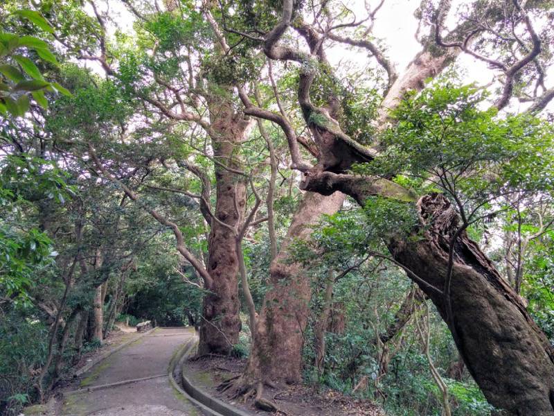 城山自然遊歩道27.jpg 城山自然遊歩道27