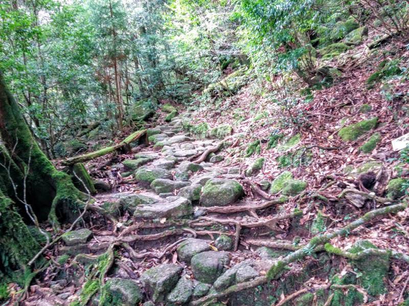 白谷雲水峡７さつき吊橋 二代大杉間