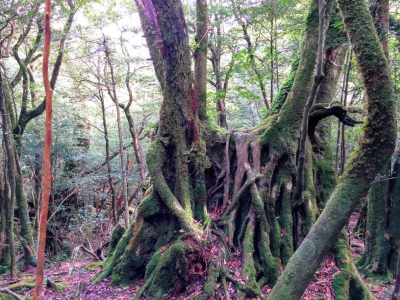 白谷雲水峡１３二代大杉 三本足杉間 命名 つの杉