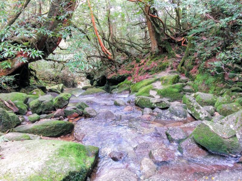 白谷雲水峡４１奉行杉 二代くぐり杉間