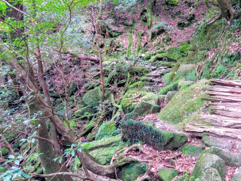 白谷雲水峡１０８くぐり杉 さつき吊橋間