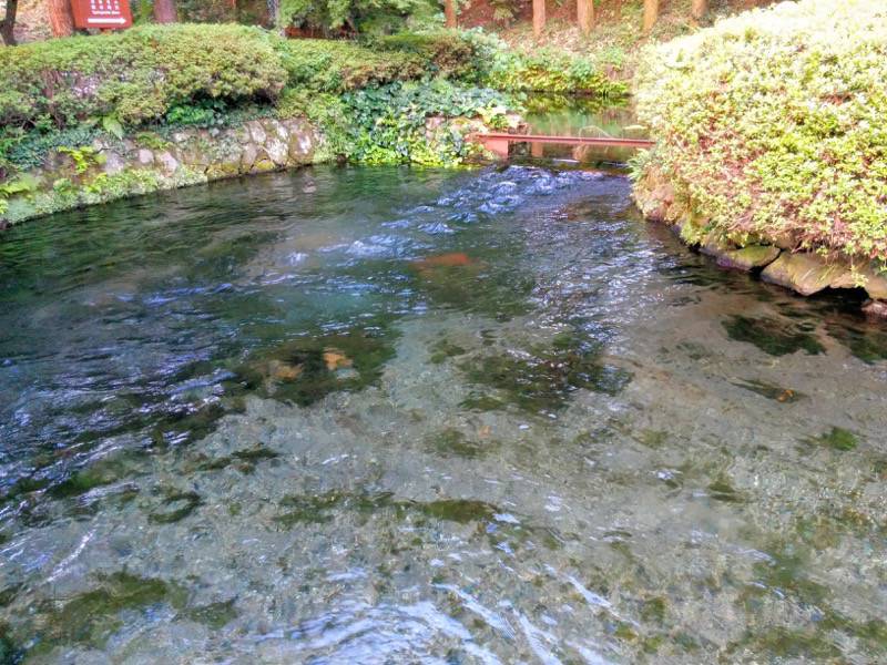 白川水源 湧水場所４
