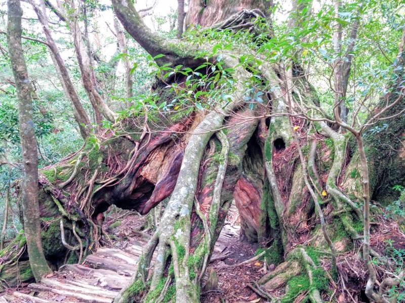 白谷雲水峡53くぐり杉.jpg 白谷雲水峡53くぐり杉