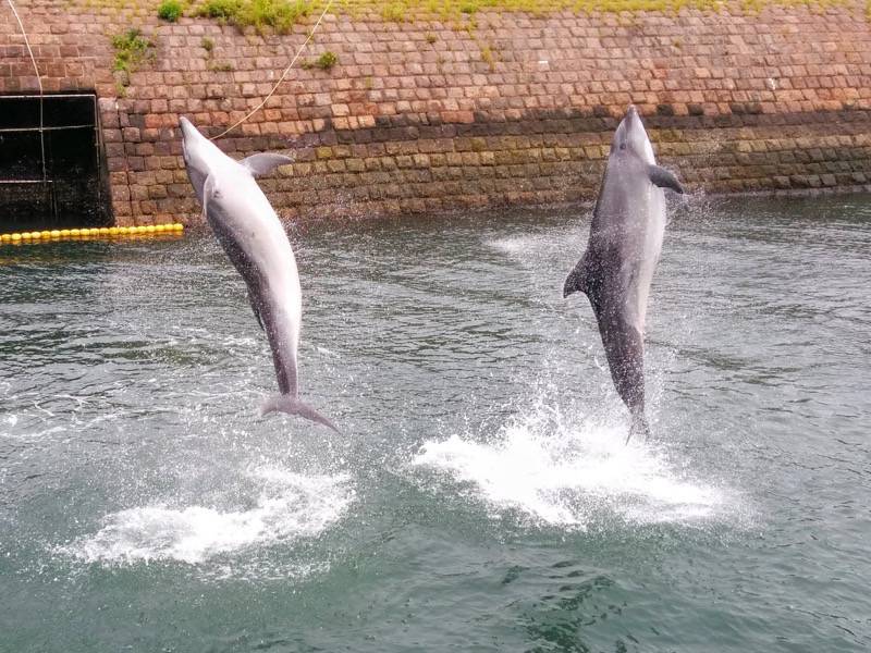 青空イルカウォッチング-ジャンプ11.jpg 青空イルカウォッチング ジャンプ11