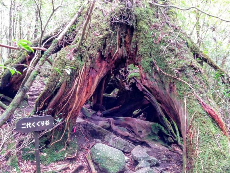 白谷雲水峡４８二代くぐり杉