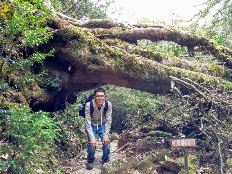 白谷雲水峡75苔むす森〜武家杉・公家杉間.jpg 白谷雲水峡75苔むす森 武家杉 公家杉間