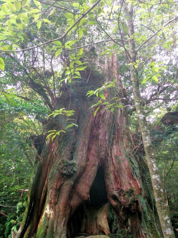 白谷雲水峡１１二代大杉