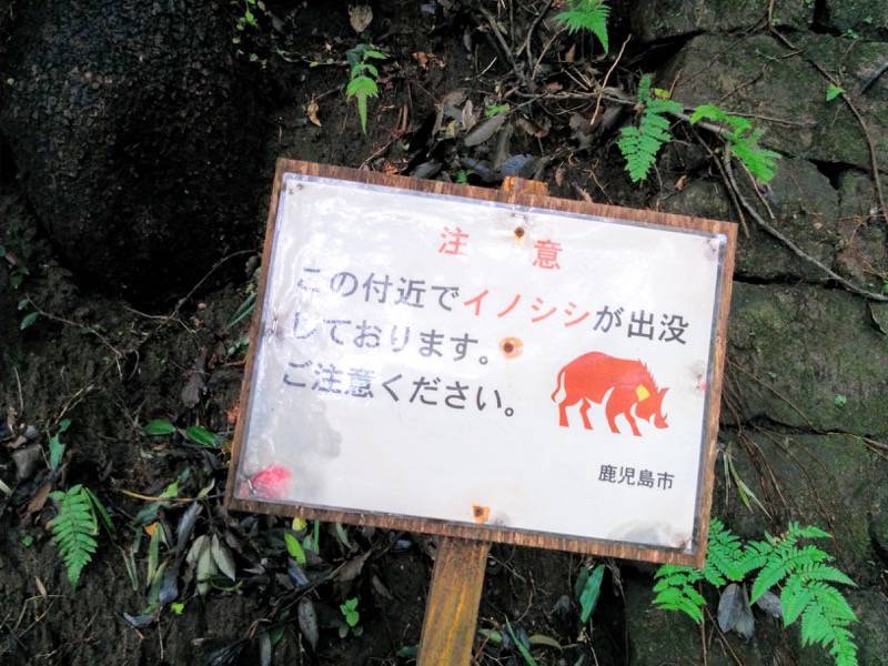 東福寺城跡22イノシシ注意.jpg 東福寺城跡22イノシシ注意