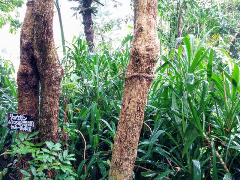 屋久島フルーツガーデン 植物案内１０