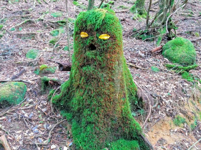 白谷雲水峡56毛深杉.jpg 白谷雲水峡56 命名 毛深杉