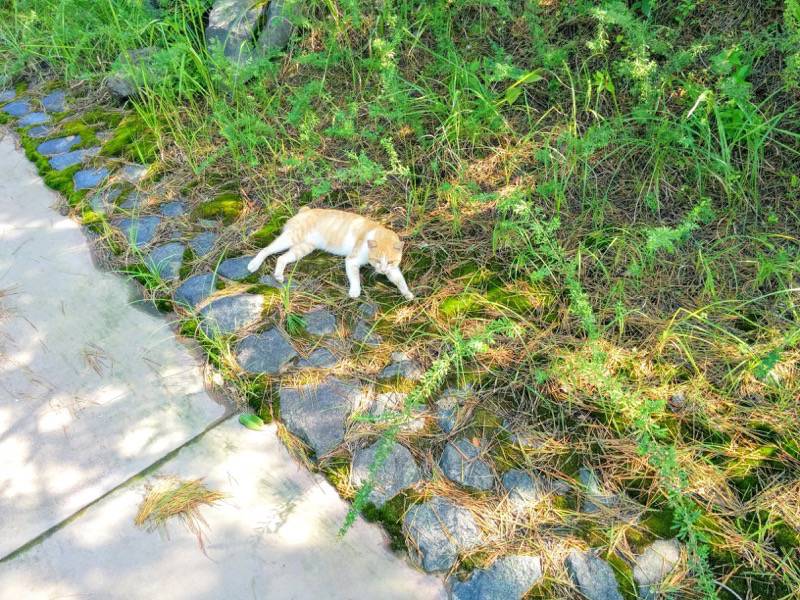 溶岩なぎさ遊歩道17.jpg 溶岩なぎさ遊歩道17