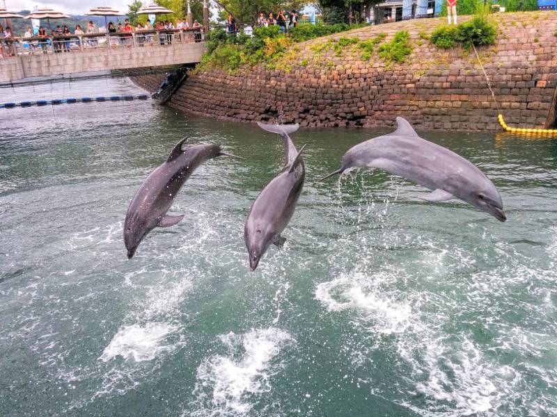 青空イルカウォッチング-ジャンプ4.jpg 青空イルカウォッチング ジャンプ4