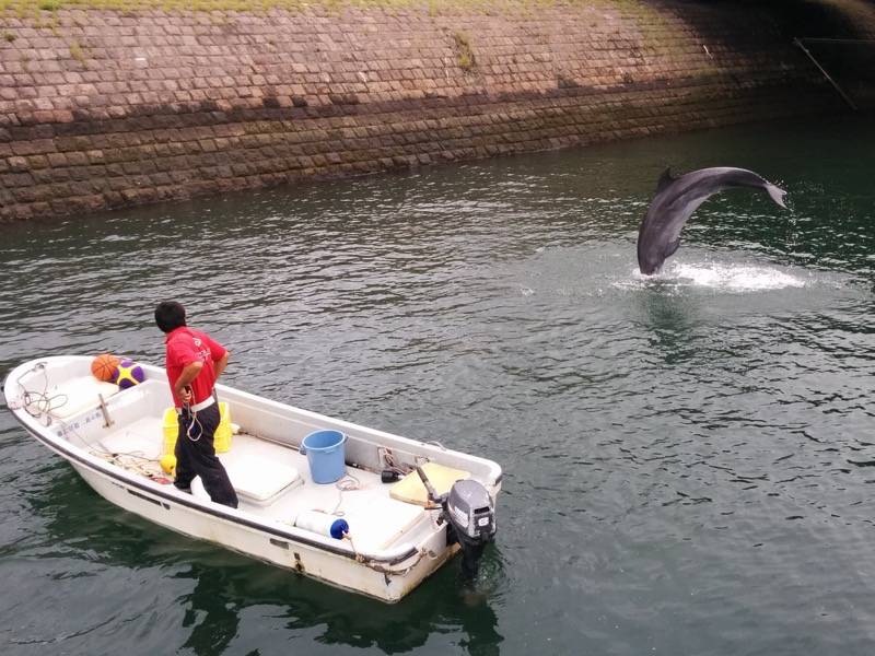 青空イルカウォッチング-ジャンプ7.jpg 青空イルカウォッチング ジャンプ7