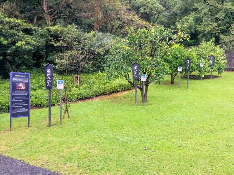 仙巌園 柑橘類コーナー