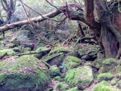 白谷雲水峡はもののけ姫のモデル！｜鹿児島県屋久島町