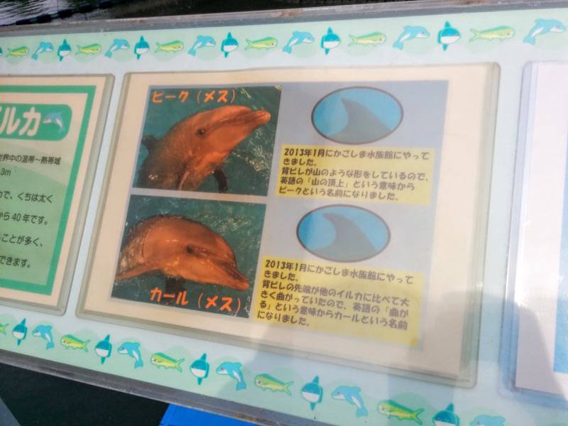 青空イルカウォッチング-案内板2.jpg 青空イルカウォッチング 案内板2
