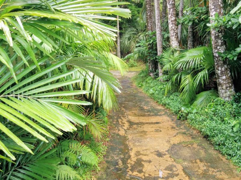 屋久島フルーツガーデン 果実庵へ２