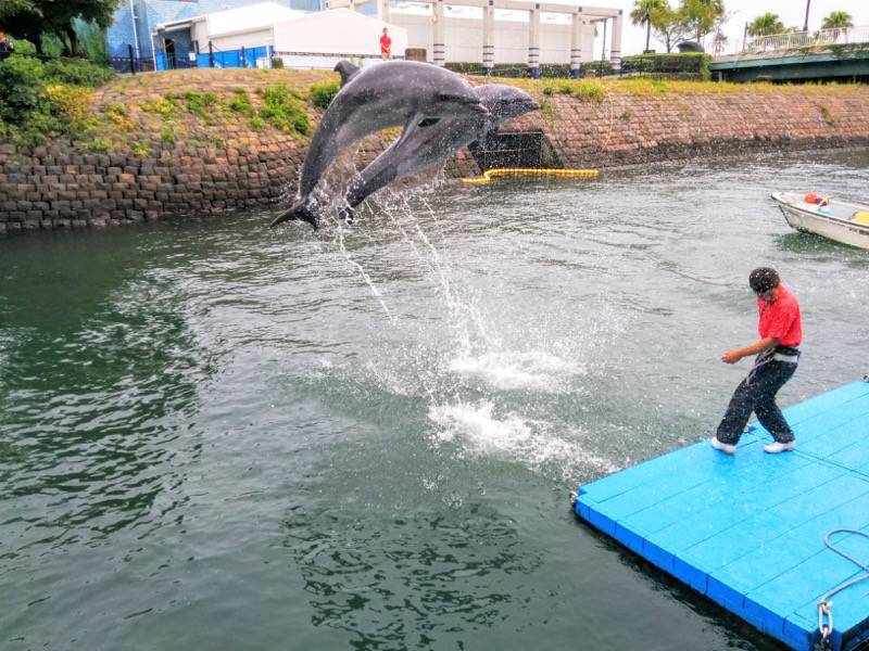 青空イルカウォッチング-ジャンプ2.jpg 青空イルカウォッチング ジャンプ2