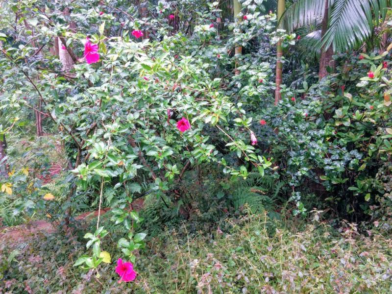 屋久島フルーツガーデン 植物案内１９