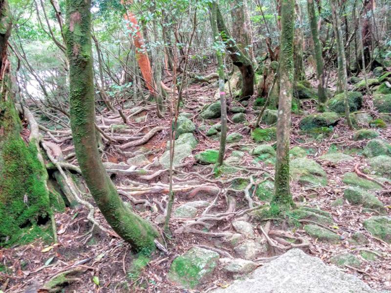 白谷雲水峡１０４女神杉 辻峠間